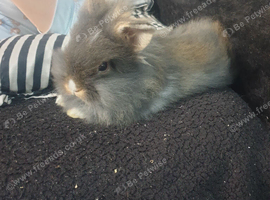 2 female lionhead rabbits