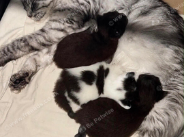 BEAUTIFUL KITTENS
