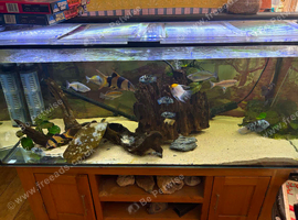 300l fish tank & fish