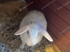 Rabbit for sale
