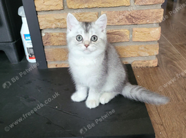 Adorable Scottish fold kittens