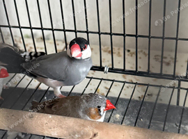Java finch for sale!