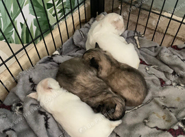 Apple head chihuahuas