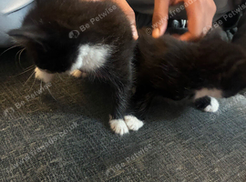 Cute kitties