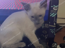 2 gorgeous Siamese kittens available