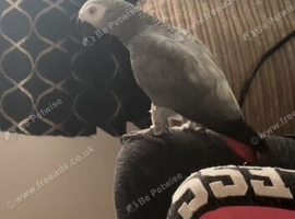 Parrot for sale urgently