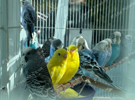 2026 BS rung budgies