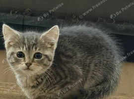 Kitten looking for his forever home