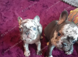 French Bulldog puppies