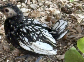 Bantam hens