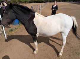 TINY&hellip;.11.2 MINIATURE TROTTING PONY
