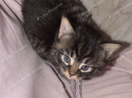 Kitten 8 weeks