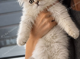 Stunning Persian Chinchilla Ready to Go