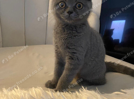 14 week old female BRITISH SHORT HAIR
