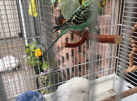 Budgeese for sale