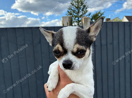Miniature Chihuahua