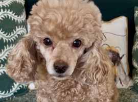 Poppy needs a new home