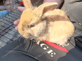 Baby rabbits