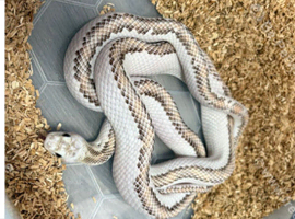 Rat snake