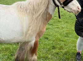 Stunning gelding cob
