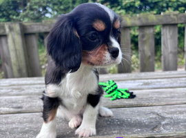 Gorgeous Cavalier Puppies