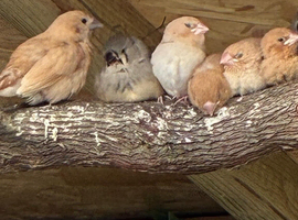 Various baby finches for sale