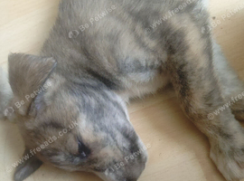 5 grey hound x husky pups