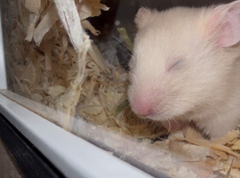 Cream and white male Syrian full set up inc