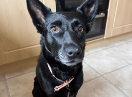Rehome for my 6 year old kelpie x collie