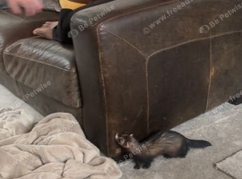 5 month old mini ferret girl very tame
