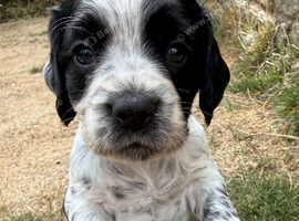 KC Health tested working Cocker Spaniels