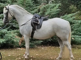 Top Class three year old filly