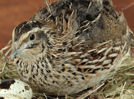 X4 Quail
