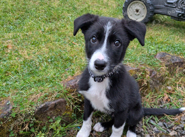 Male border collie