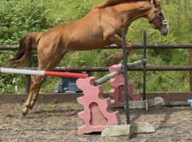 Kindest little filly ive ever known