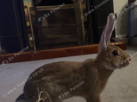 Female 5 month old continental giant
