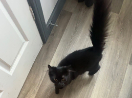 Black kitten fluffyy