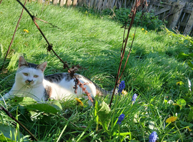 Cat needing new home
