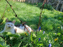 Cat Needing New Home