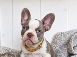 KC reg frenchie pups