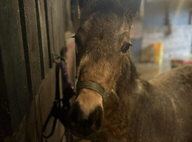 Section c Filly