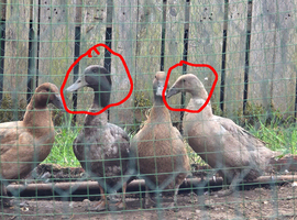 Khaki Campbell x Indian runner ducks