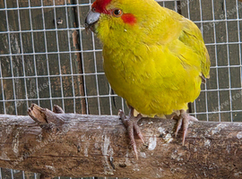 Kakarikis