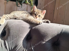 Cute kitten