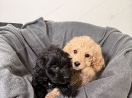 Cockapoo pups READY TO LEAVE