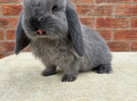 Baby mini lops