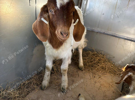 Goats wanted