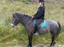 Connemara gelding rising 4