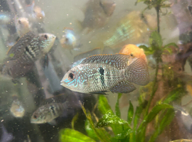 Acaras
