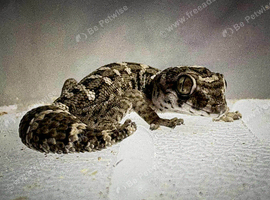 CB25 & 26 Viper Geckos
